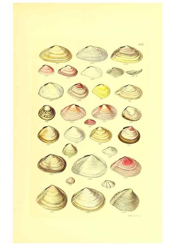 Reproducción/Reproduction 49492056187: Thesaurus conchyliorum, or, Monographs of genera of shells. London :Sowerby ...,1847-1887.. 