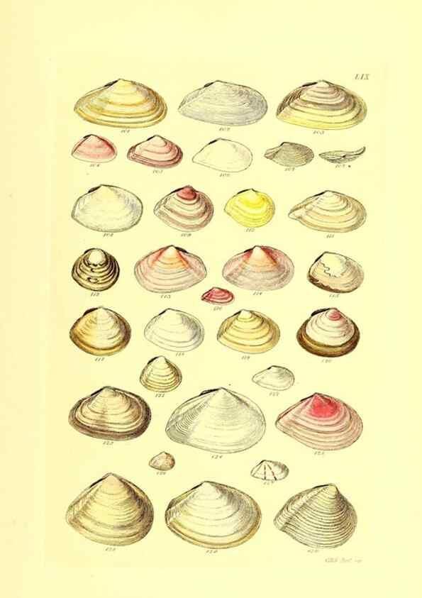 Reproducción/Reproduction 49492056187: Thesaurus conchyliorum, or, Monographs of genera of shells. London :Sowerby ...,1847-1887.. 