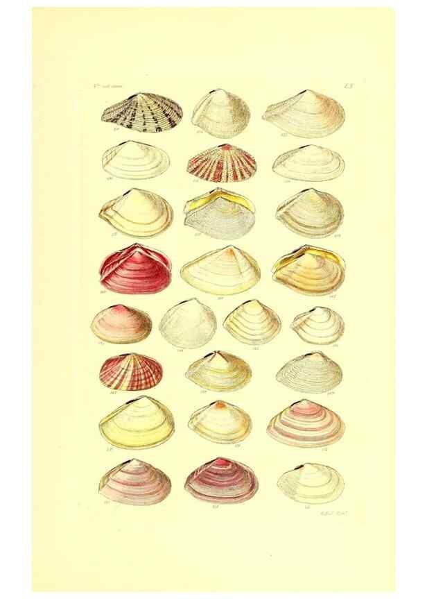 Reproducción/Reproduction 49491846371: Thesaurus conchyliorum, or, Monographs of genera of shells. London :Sowerby ...,1847-1887.. 