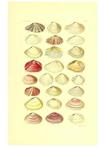 Reproducción/Reproduction 49491846371: Thesaurus conchyliorum, or, Monographs of genera of shells. London :Sowerby ...,1847-1887.. 