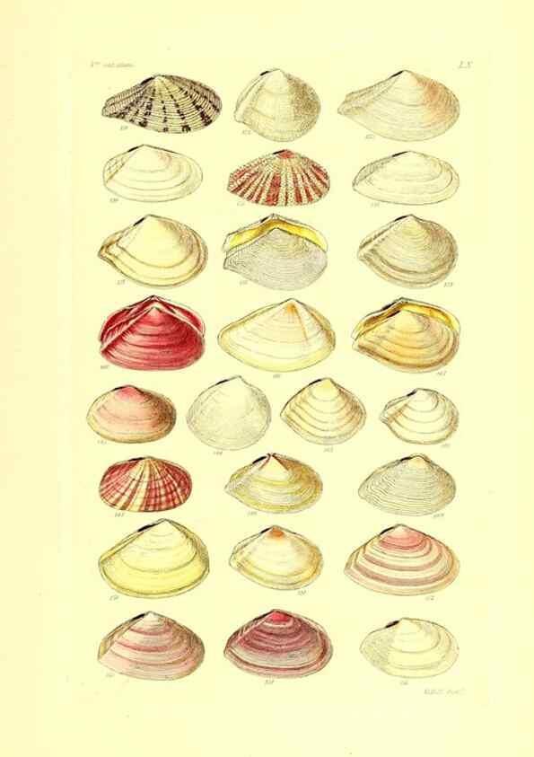 Reproducción/Reproduction 49491846371: Thesaurus conchyliorum, or, Monographs of genera of shells. London :Sowerby ...,1847-1887.. 