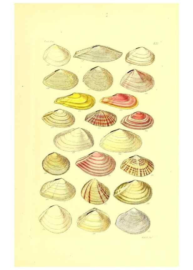 Reproducción/Reproduction 49492056742: Thesaurus conchyliorum, or, Monographs of genera of shells. London :Sowerby ...,1847-1887.. 