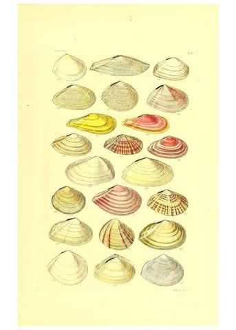 Reproducción/Reproduction 49492056742: Thesaurus conchyliorum, or, Monographs of genera of shells. London :Sowerby ...,1847-1887.. 