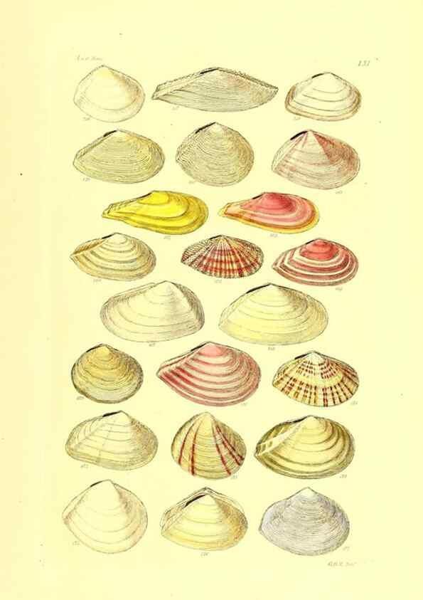Reproducción/Reproduction 49492056742: Thesaurus conchyliorum, or, Monographs of genera of shells. London :Sowerby ...,1847-1887.. 