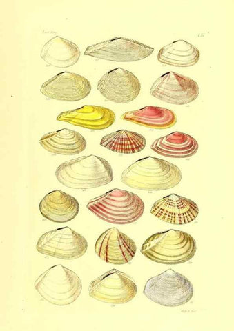Reproducción/Reproduction 49492056742: Thesaurus conchyliorum, or, Monographs of genera of shells. London :Sowerby ...,1847-1887.. 