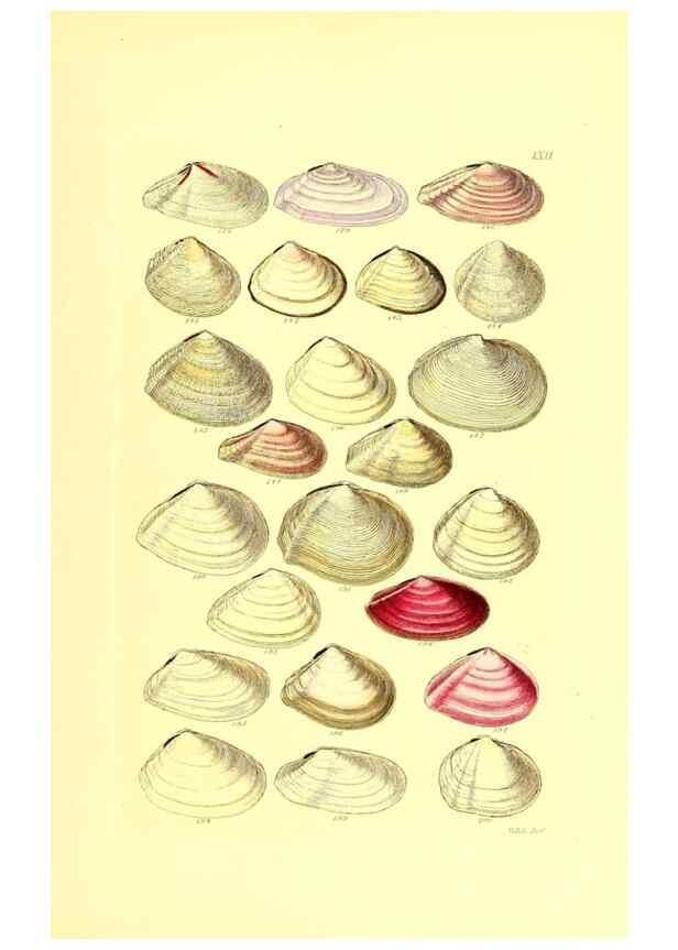 Reproducción/Reproduction 49491846841: Thesaurus conchyliorum, or, Monographs of genera of shells. London :Sowerby ...,1847-1887.. 