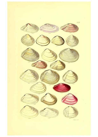Reproducción/Reproduction 49491846841: Thesaurus conchyliorum, or, Monographs of genera of shells. London :Sowerby ...,1847-1887.. 