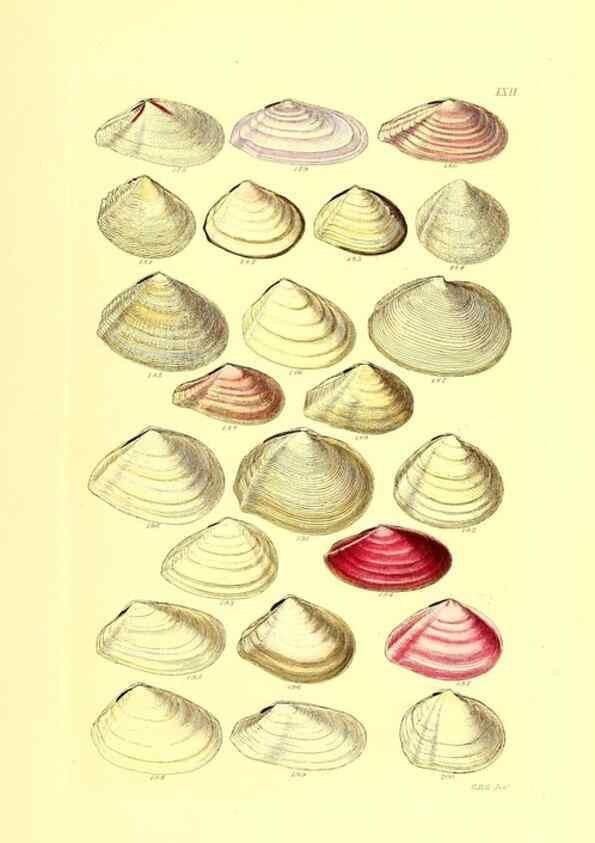 Reproducción/Reproduction 49491846841: Thesaurus conchyliorum, or, Monographs of genera of shells. London :Sowerby ...,1847-1887.. 