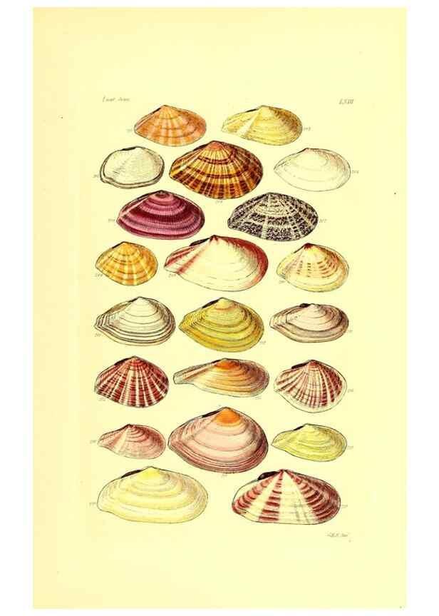 Reproducción/Reproduction 49492057162: Thesaurus conchyliorum, or, Monographs of genera of shells. London :Sowerby ...,1847-1887.. 