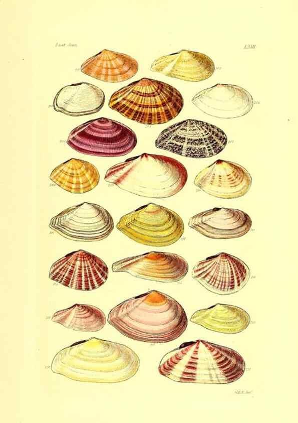 Reproducción/Reproduction 49492057162: Thesaurus conchyliorum, or, Monographs of genera of shells. London :Sowerby ...,1847-1887.. 