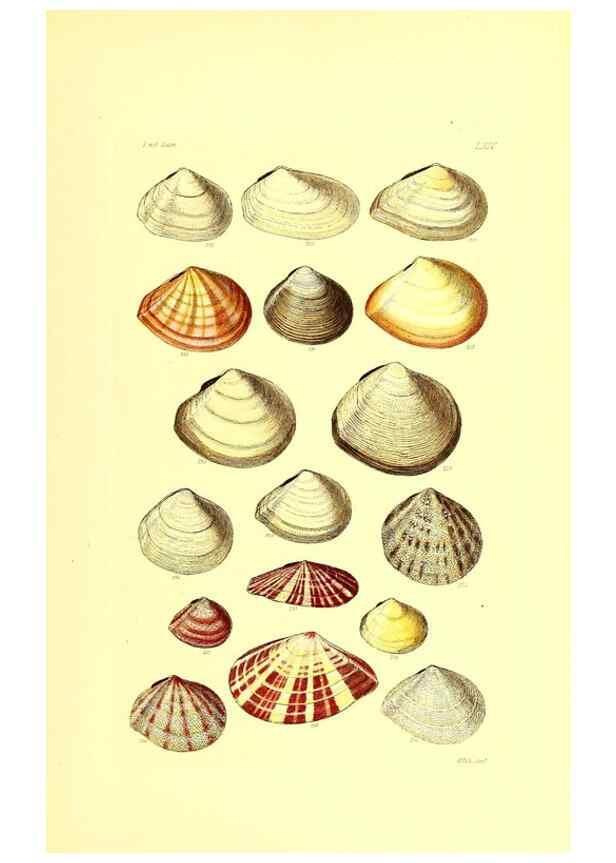 Reproducción/Reproduction 49491345703: Thesaurus conchyliorum, or, Monographs of genera of shells. London :Sowerby ...,1847-1887.. 