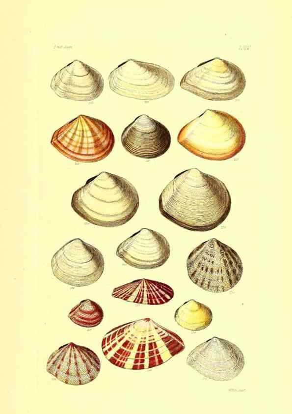 Reproducción/Reproduction 49491345703: Thesaurus conchyliorum, or, Monographs of genera of shells. London :Sowerby ...,1847-1887.. 
