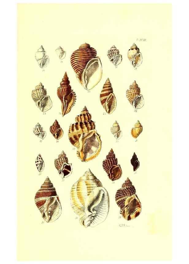 Reproducción/Reproduction 49492121852: Thesaurus conchyliorum, or, Monographs of genera of shells. London :Sowerby ...,1847-1887.. 