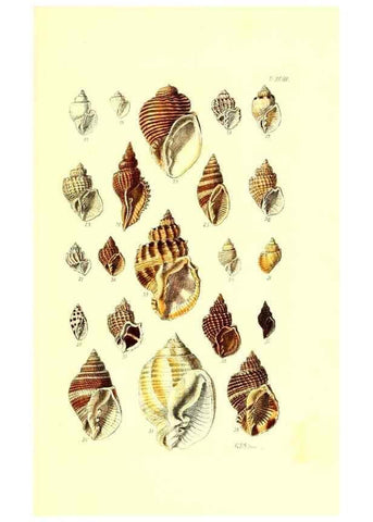 Reproducción/Reproduction 49492121852: Thesaurus conchyliorum, or, Monographs of genera of shells. London :Sowerby ...,1847-1887.. 