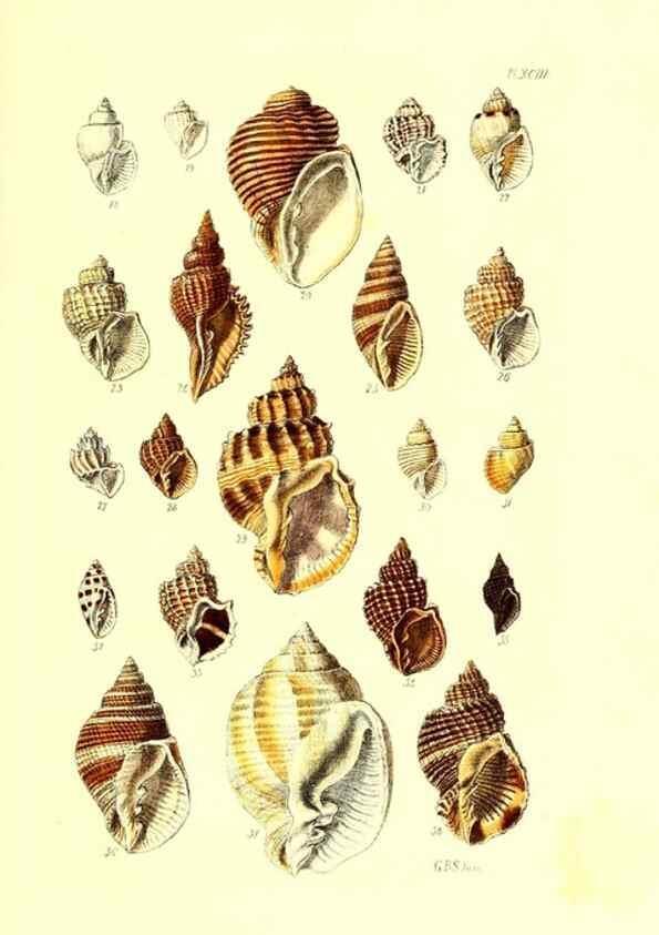 Reproducción/Reproduction 49492121852: Thesaurus conchyliorum, or, Monographs of genera of shells. London :Sowerby ...,1847-1887.. 