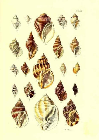 Reproducción/Reproduction 49492121852: Thesaurus conchyliorum, or, Monographs of genera of shells. London :Sowerby ...,1847-1887.. 