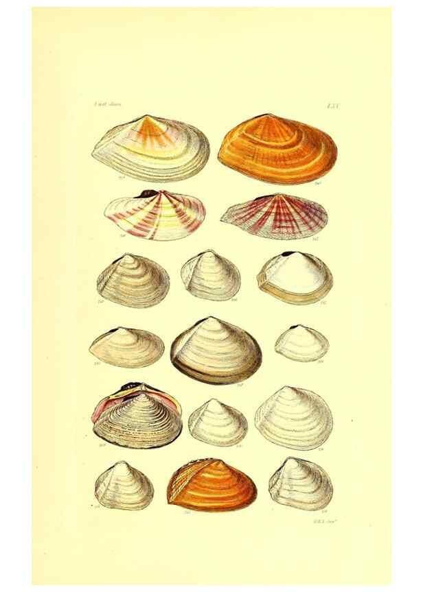 Reproducción/Reproduction 49491345893: Thesaurus conchyliorum, or, Monographs of genera of shells. London :Sowerby ...,1847-1887.. 