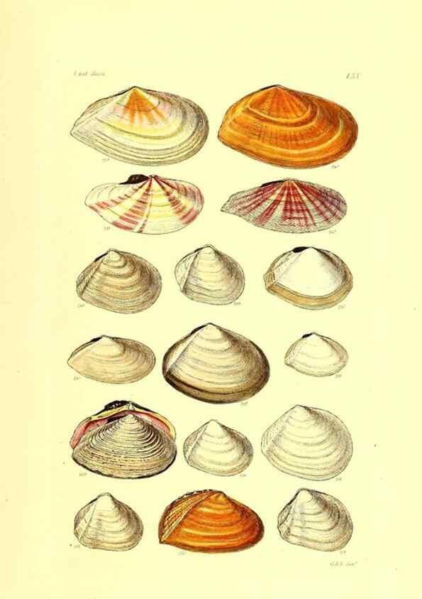 Reproducción/Reproduction 49491345893: Thesaurus conchyliorum, or, Monographs of genera of shells. London :Sowerby ...,1847-1887.. 