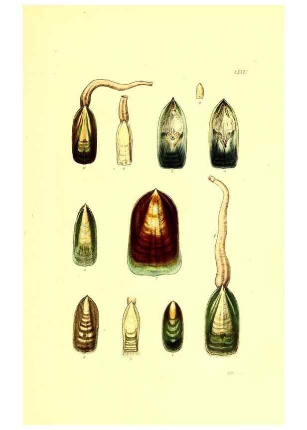 Reproducción/Reproduction 49492057947: Thesaurus conchyliorum, or, Monographs of genera of shells. London :Sowerby ...,1847-1887.. 