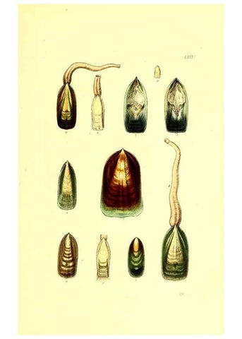 Reproducción/Reproduction 49492057947: Thesaurus conchyliorum, or, Monographs of genera of shells. London :Sowerby ...,1847-1887.. 