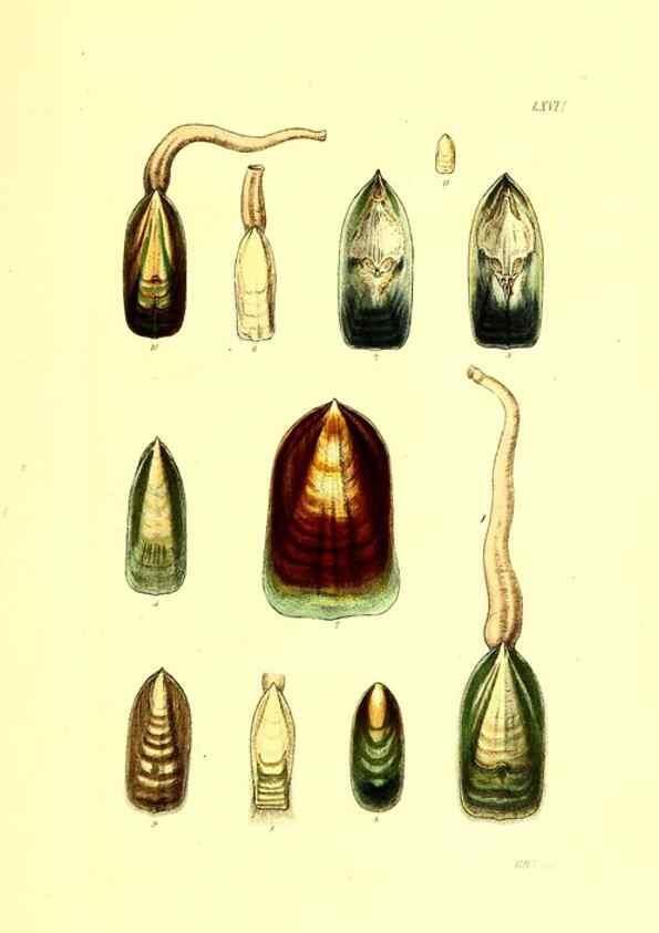 Reproducción/Reproduction 49492057947: Thesaurus conchyliorum, or, Monographs of genera of shells. London :Sowerby ...,1847-1887.. 