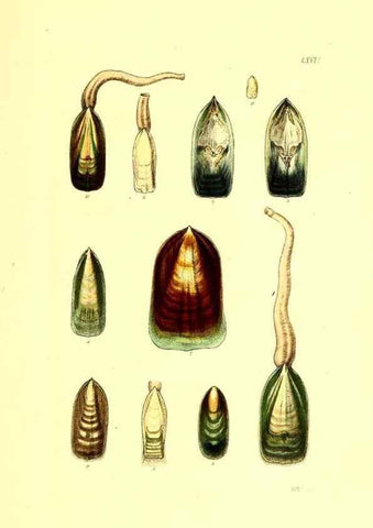 Reproducción/Reproduction 49492057947: Thesaurus conchyliorum, or, Monographs of genera of shells. London :Sowerby ...,1847-1887.. 