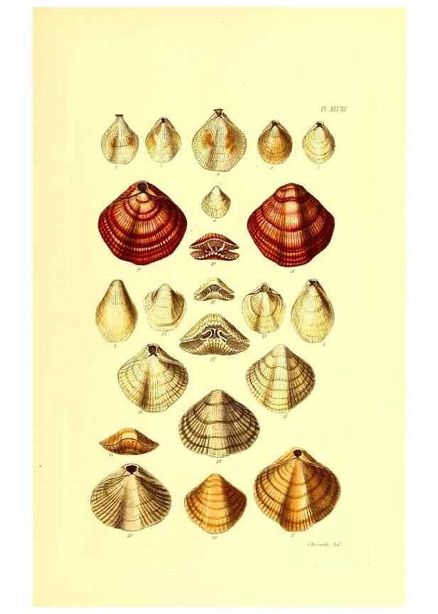 Reproducción/Reproduction 49491848196: Thesaurus conchyliorum, or, Monographs of genera of shells. London :Sowerby ...,1847-1887.. 