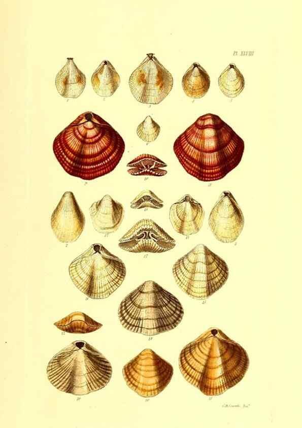Reproducción/Reproduction 49491848196: Thesaurus conchyliorum, or, Monographs of genera of shells. London :Sowerby ...,1847-1887.. 