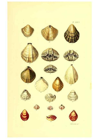 Reproducción/Reproduction 49491848621: Thesaurus conchyliorum, or, Monographs of genera of shells. London :Sowerby ...,1847-1887.. 