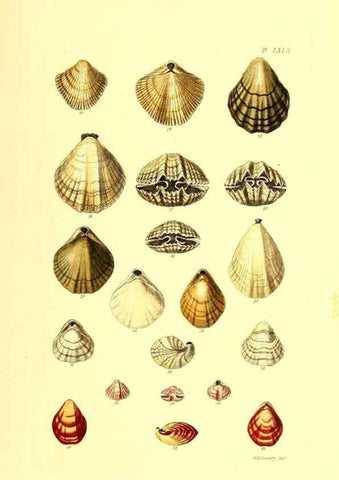 Reproducción/Reproduction 49491848621: Thesaurus conchyliorum, or, Monographs of genera of shells. London :Sowerby ...,1847-1887.. 
