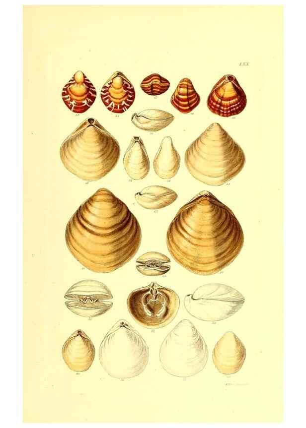 Reproducción/Reproduction 49491347358: Thesaurus conchyliorum, or, Monographs of genera of shells. London :Sowerby ...,1847-1887.. 