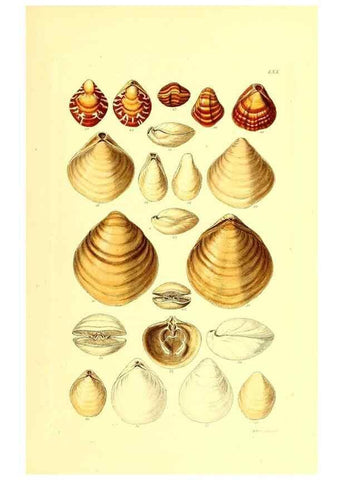 Reproducción/Reproduction 49491347358: Thesaurus conchyliorum, or, Monographs of genera of shells. London :Sowerby ...,1847-1887.. 