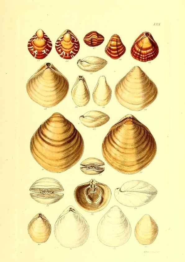 Reproducción/Reproduction 49491347358: Thesaurus conchyliorum, or, Monographs of genera of shells. London :Sowerby ...,1847-1887.. 