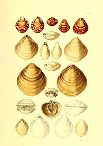 Reproducción/Reproduction 49491347358: Thesaurus conchyliorum, or, Monographs of genera of shells. London :Sowerby ...,1847-1887.. 