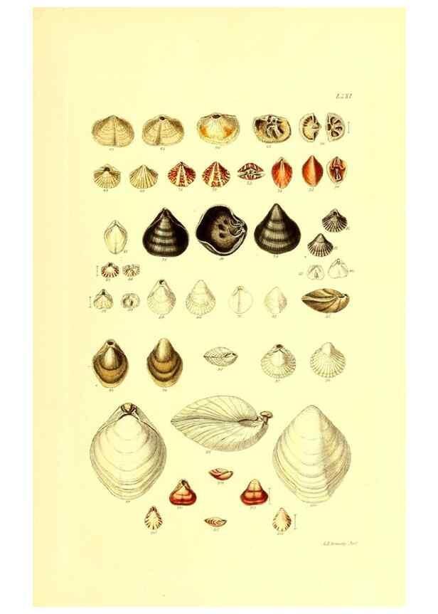 Reproducción/Reproduction 49492059072: Thesaurus conchyliorum, or, Monographs of genera of shells. London :Sowerby ...,1847-1887.. 