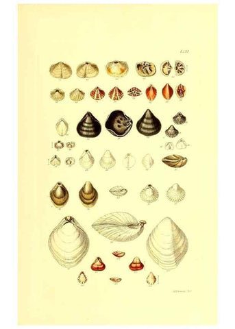Reproducción/Reproduction 49492059072: Thesaurus conchyliorum, or, Monographs of genera of shells. London :Sowerby ...,1847-1887.. 