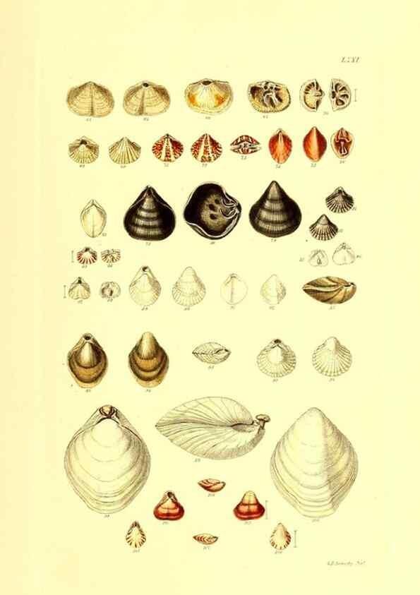 Reproducción/Reproduction 49492059072: Thesaurus conchyliorum, or, Monographs of genera of shells. London :Sowerby ...,1847-1887.. 