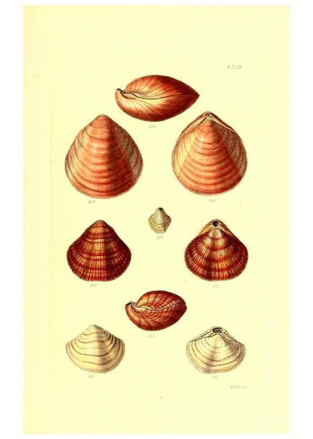 Reproducción/Reproduction 49492059287: Thesaurus conchyliorum, or, Monographs of genera of shells. London :Sowerby ...,1847-1887.. 