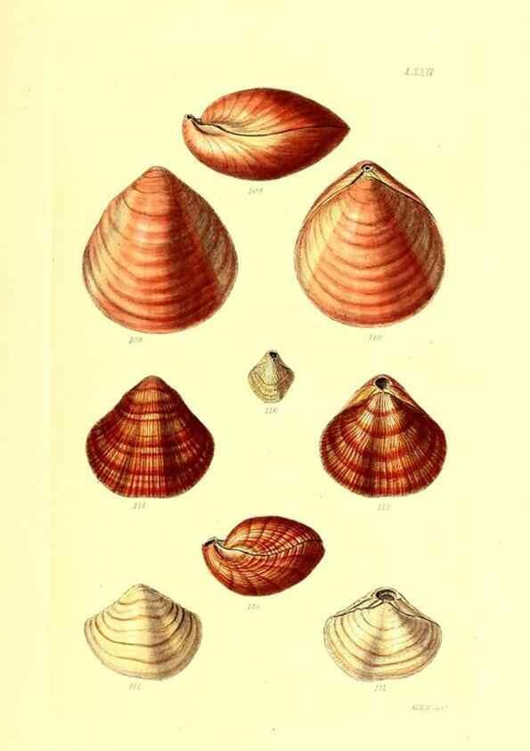 Reproducción/Reproduction 49492059287: Thesaurus conchyliorum, or, Monographs of genera of shells. London :Sowerby ...,1847-1887.. 