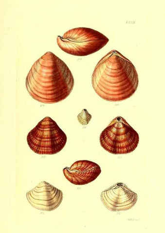 Reproducción/Reproduction 49492059287: Thesaurus conchyliorum, or, Monographs of genera of shells. London :Sowerby ...,1847-1887.. 