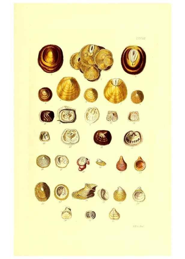 Reproducción/Reproduction 49492059532: Thesaurus conchyliorum, or, Monographs of genera of shells. London :Sowerby ...,1847-1887.. 