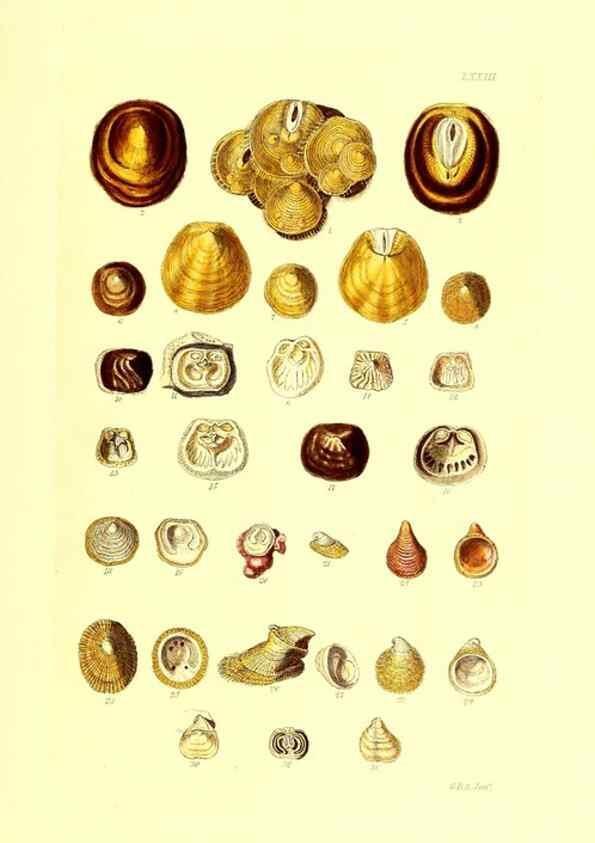 Reproducción/Reproduction 49492059532: Thesaurus conchyliorum, or, Monographs of genera of shells. London :Sowerby ...,1847-1887.. 