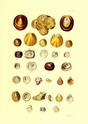 Reproducción/Reproduction 49492059532: Thesaurus conchyliorum, or, Monographs of genera of shells. London :Sowerby ...,1847-1887.. 