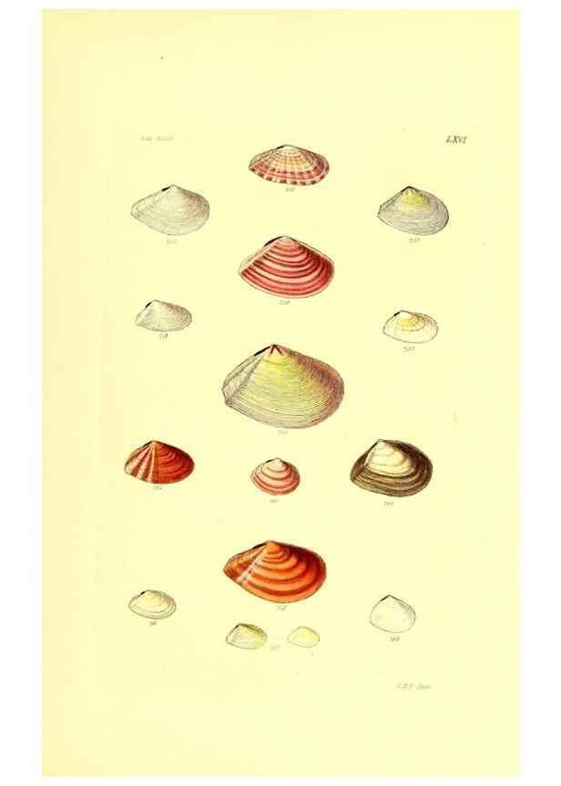 Reproducción/Reproduction 49491346078: Thesaurus conchyliorum, or, Monographs of genera of shells. London :Sowerby ...,1847-1887.. 