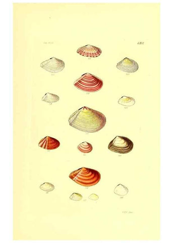 Reproducción/Reproduction 49491346078: Thesaurus conchyliorum, or, Monographs of genera of shells. London :Sowerby ...,1847-1887.. 