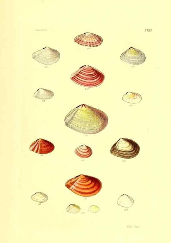 Reproducción/Reproduction 49491346078: Thesaurus conchyliorum, or, Monographs of genera of shells. London :Sowerby ...,1847-1887.. 