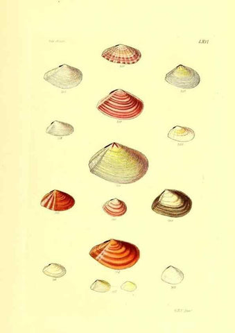 Reproducción/Reproduction 49491346078: Thesaurus conchyliorum, or, Monographs of genera of shells. London :Sowerby ...,1847-1887.. 