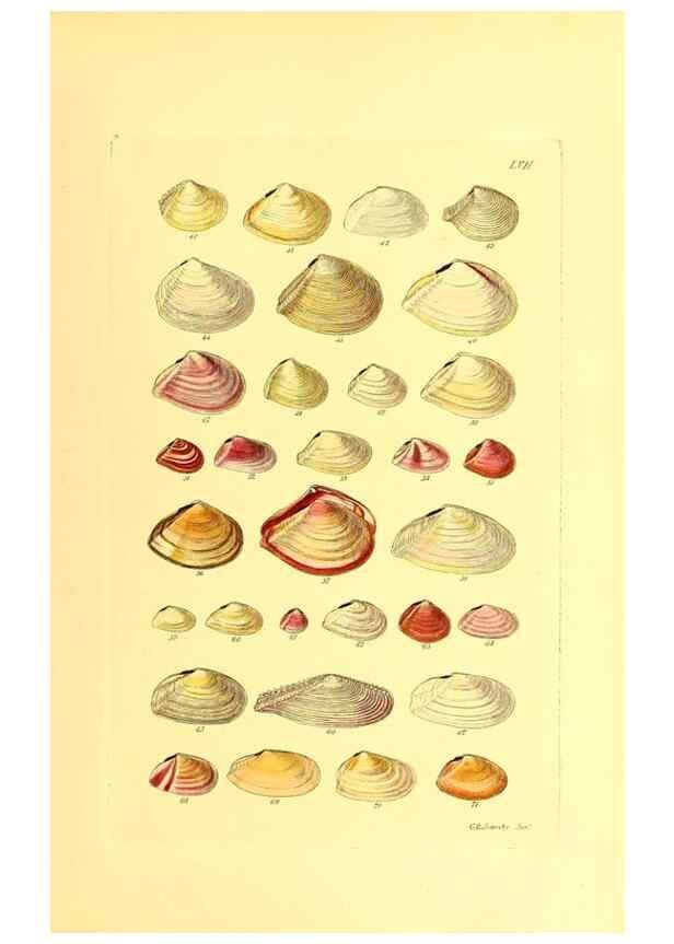 Reproducción/Reproduction 49491344088: Thesaurus conchyliorum, or, Monographs of genera of shells. London :Sowerby ...,1847-1887.. 