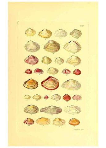 Reproducción/Reproduction 49491344088: Thesaurus conchyliorum, or, Monographs of genera of shells. London :Sowerby ...,1847-1887.. 