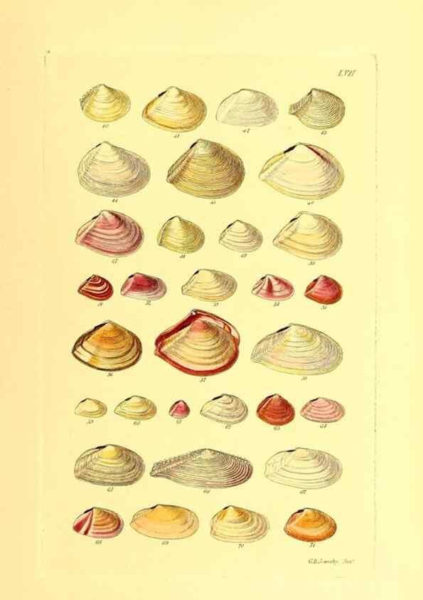 Reproducción/Reproduction 49491344088: Thesaurus conchyliorum, or, Monographs of genera of shells. London :Sowerby ...,1847-1887.. 